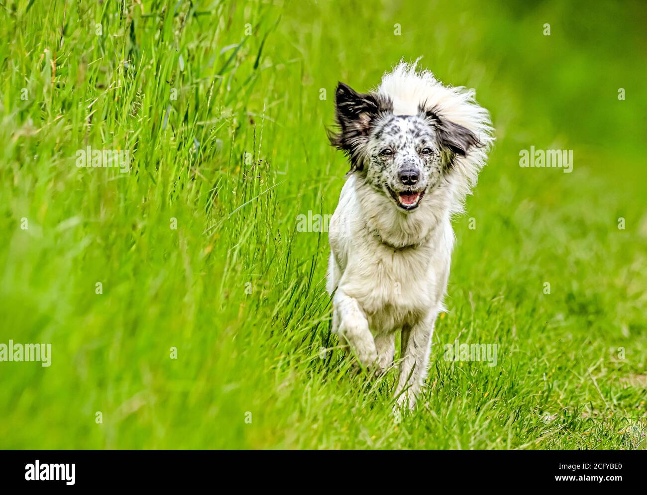 Der kleine Mischlingshund lief frei im hohen Gras - voller Lebensfreude! Stockfoto