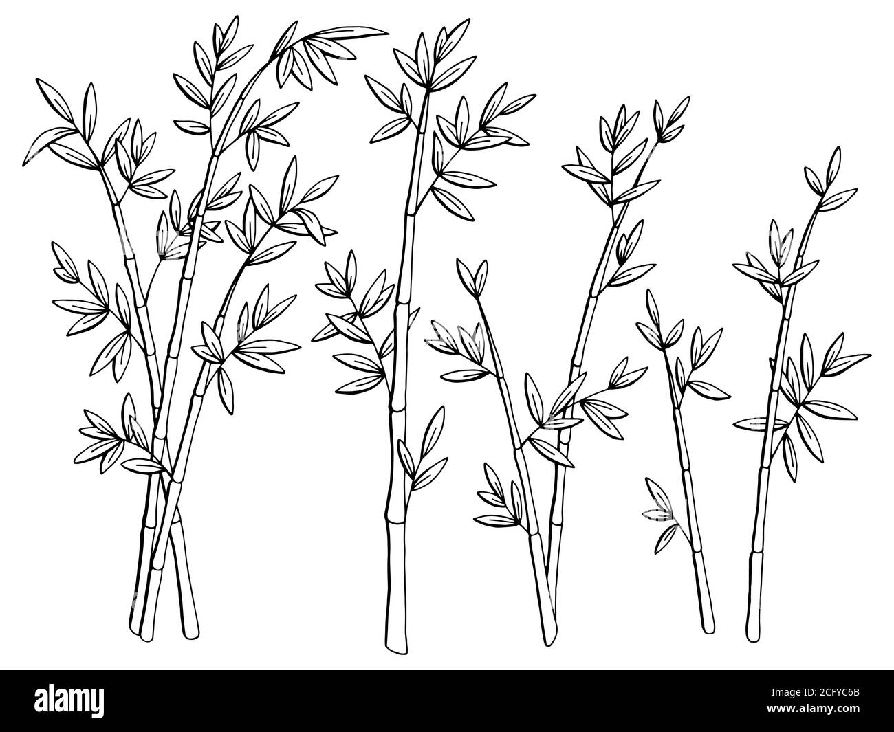 Bambus Pflanze Grafik schwarz weiß isoliert Skizze Illustration Vektor Stock Vektor