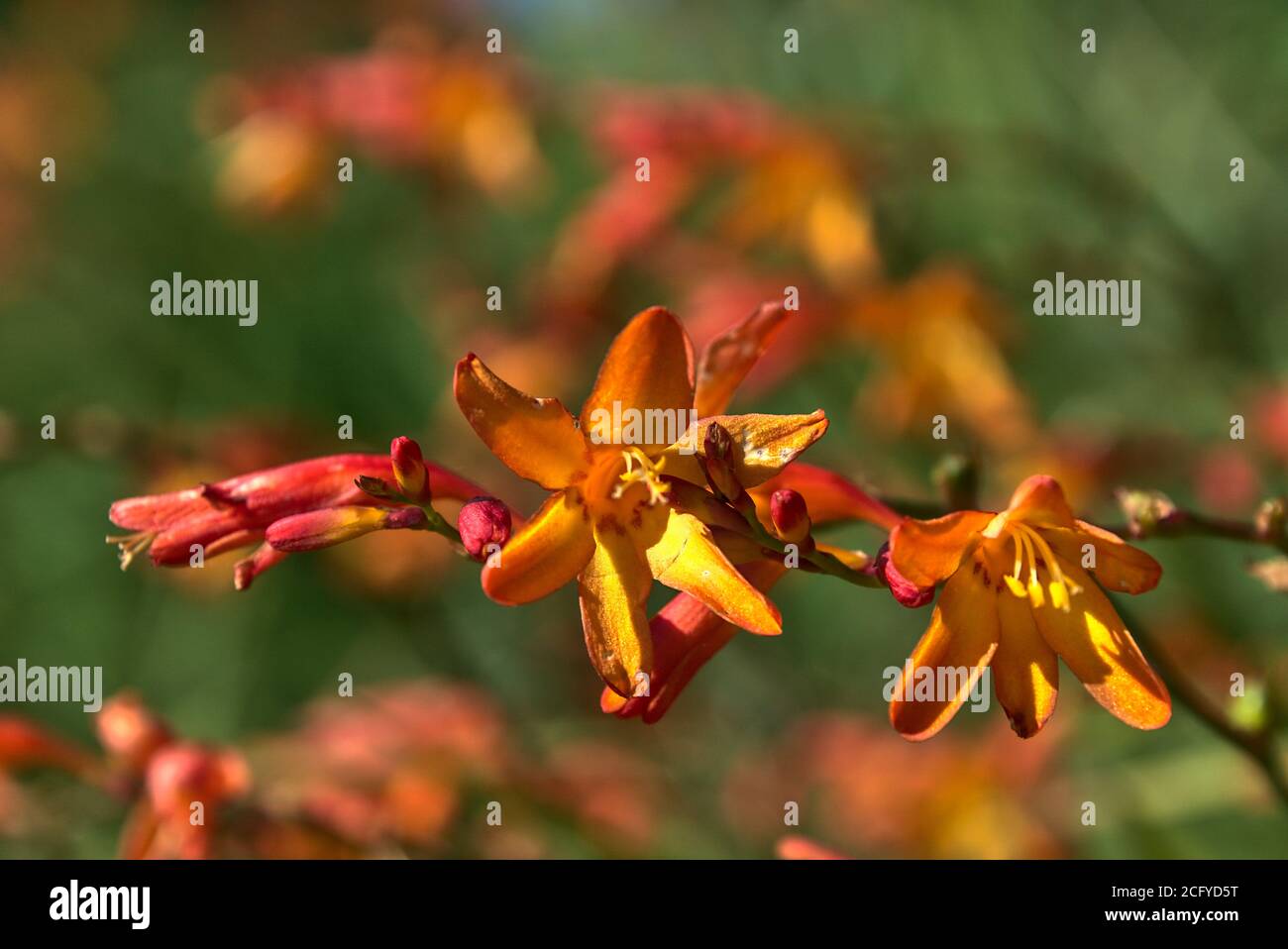 Wilde Orangenblüten. Wilde orange Crocosmia blüht im Frühherbst Stockfoto