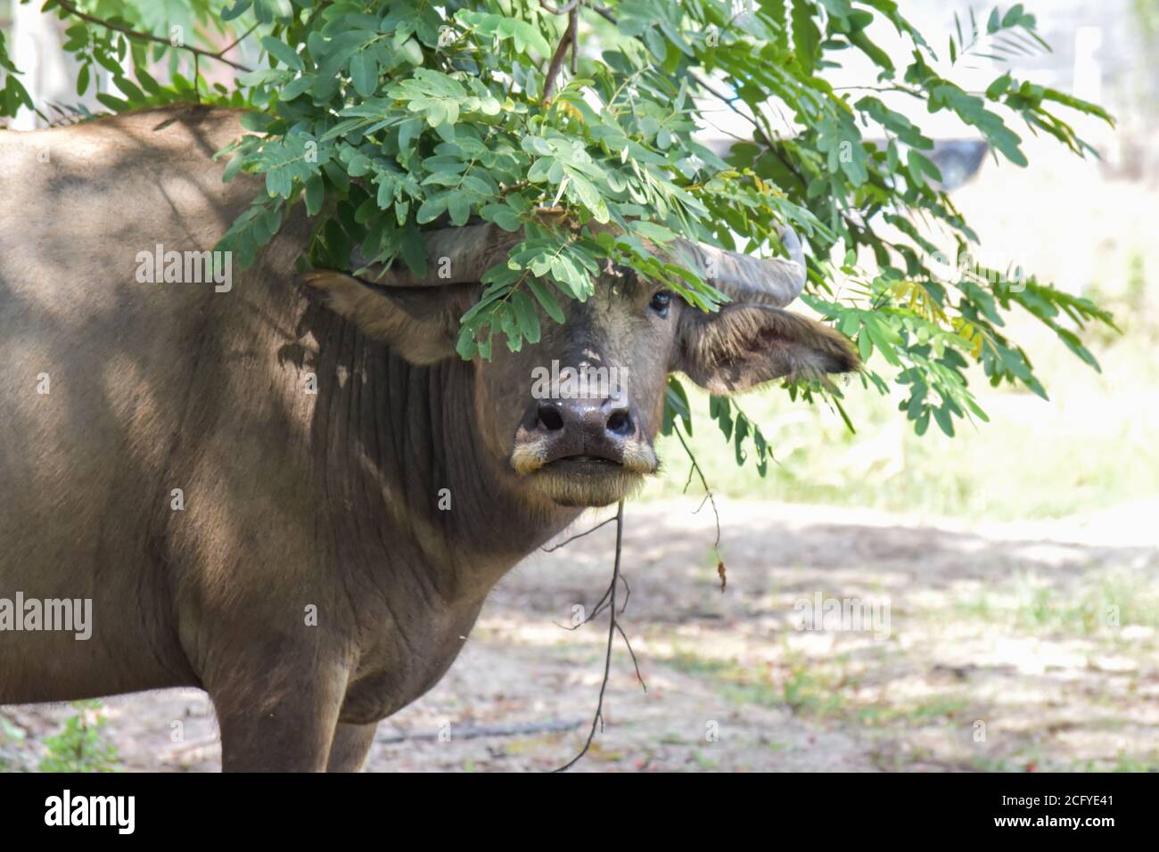Asia Buffalo ist ein großes Rind, das in Südostasien beheimatet ist. Stockfoto