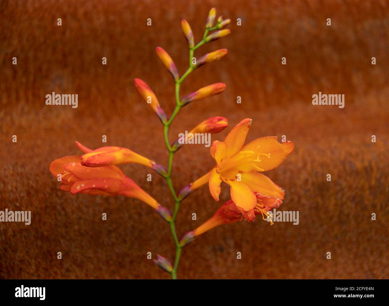 Montbretia Stockfoto