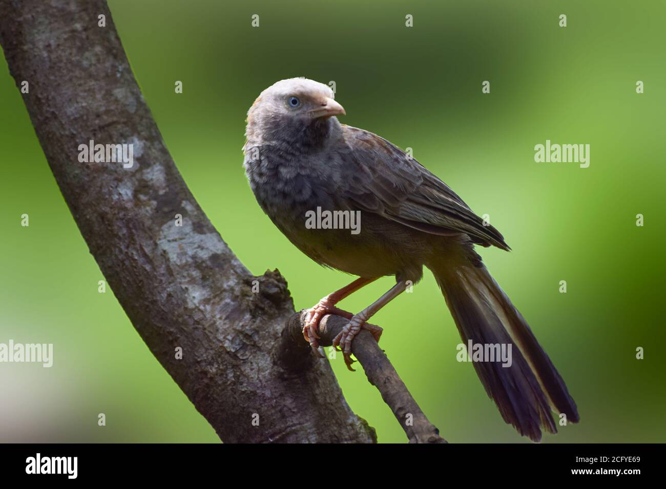 Gelber gelber Jungle Babbler auf einem Baum sitzend Stockfoto