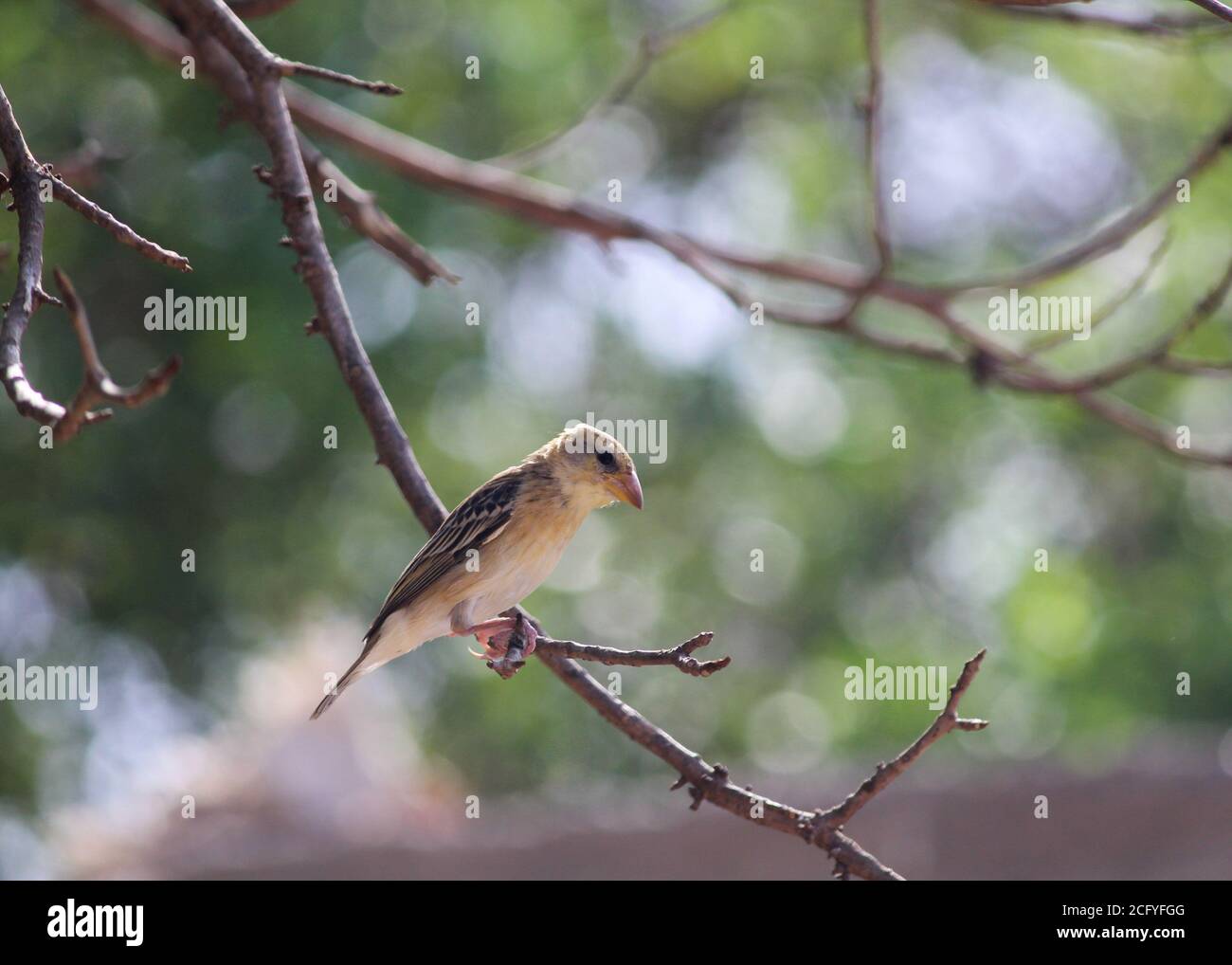 Baya Weaver auf Zweig, Bokeh grünen natürlichen Hintergrund. Vogel auf Zweig. Vogel Hintergrund, Tapete. Atemberaubende Vogel. Schöner Vogel. Erstaunliche Hintergrund. Stockfoto