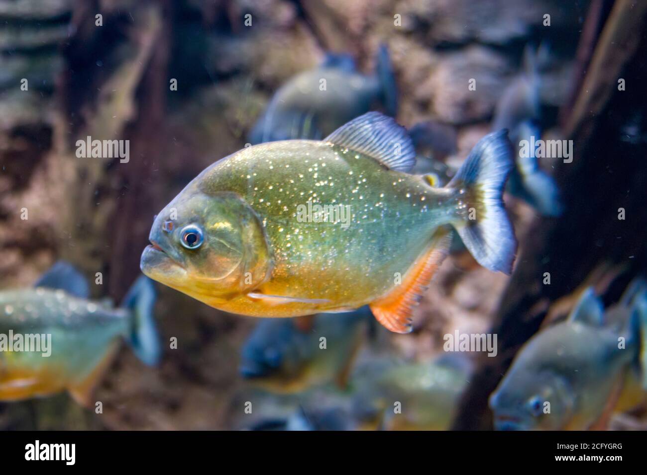 Der rotbauchige Piranha (Pygocentrus nattereri) ist eine in Südamerika heimische Piranha-Art. Sie sind Allesfresser und ernähren sich von Insekten. Stockfoto