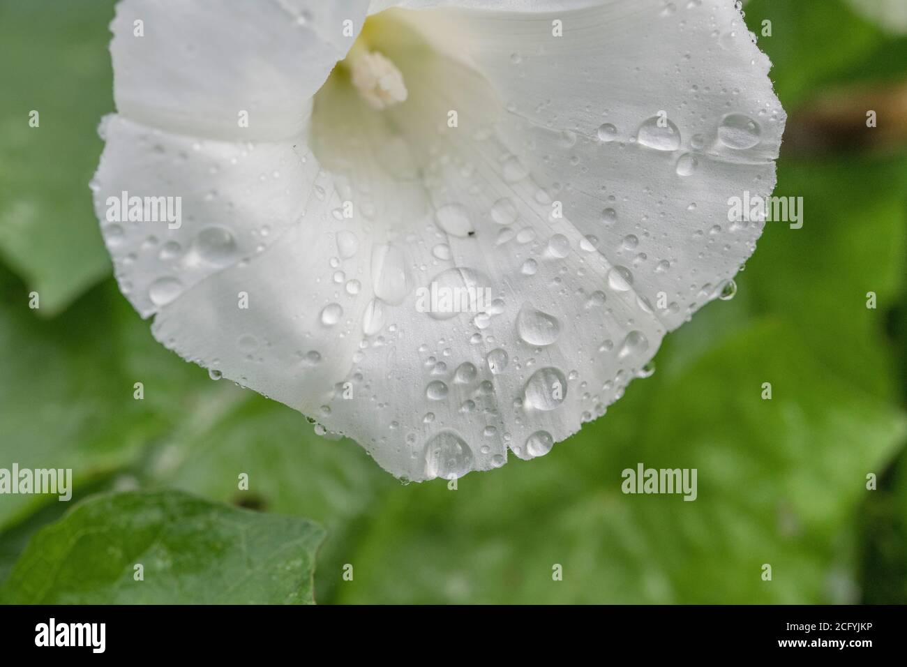 Nahaufnahme von Regentropfen auf Blüten von Hedge Bindweed / Calystegia sepium, die in einer britischen Heckenweide wachsen. Unkraut UK, lästige Unkraut. Stockfoto