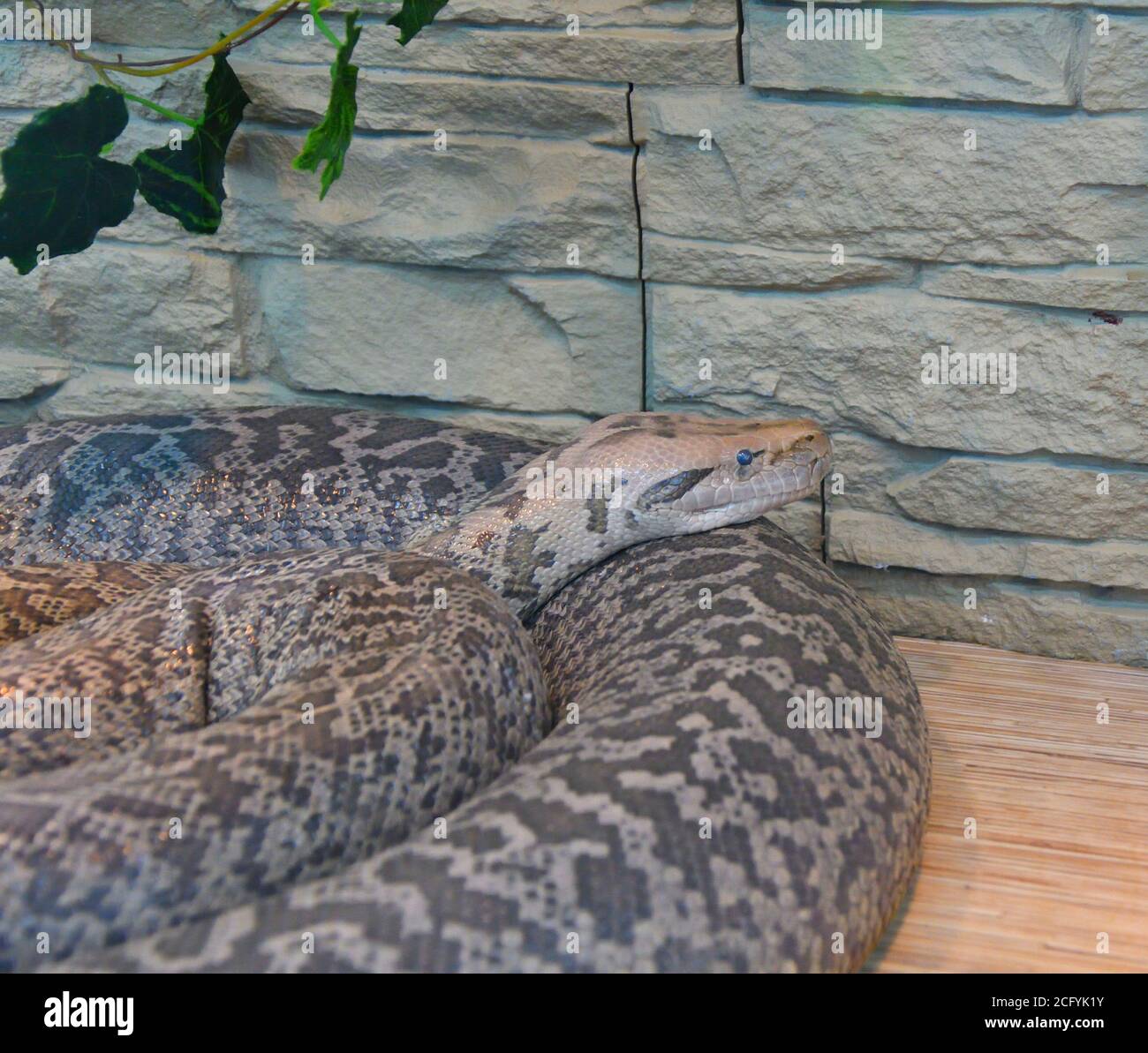 Granitpython (lat. Python molurus bivittatus 'Granite') im Terrarium Stockfoto