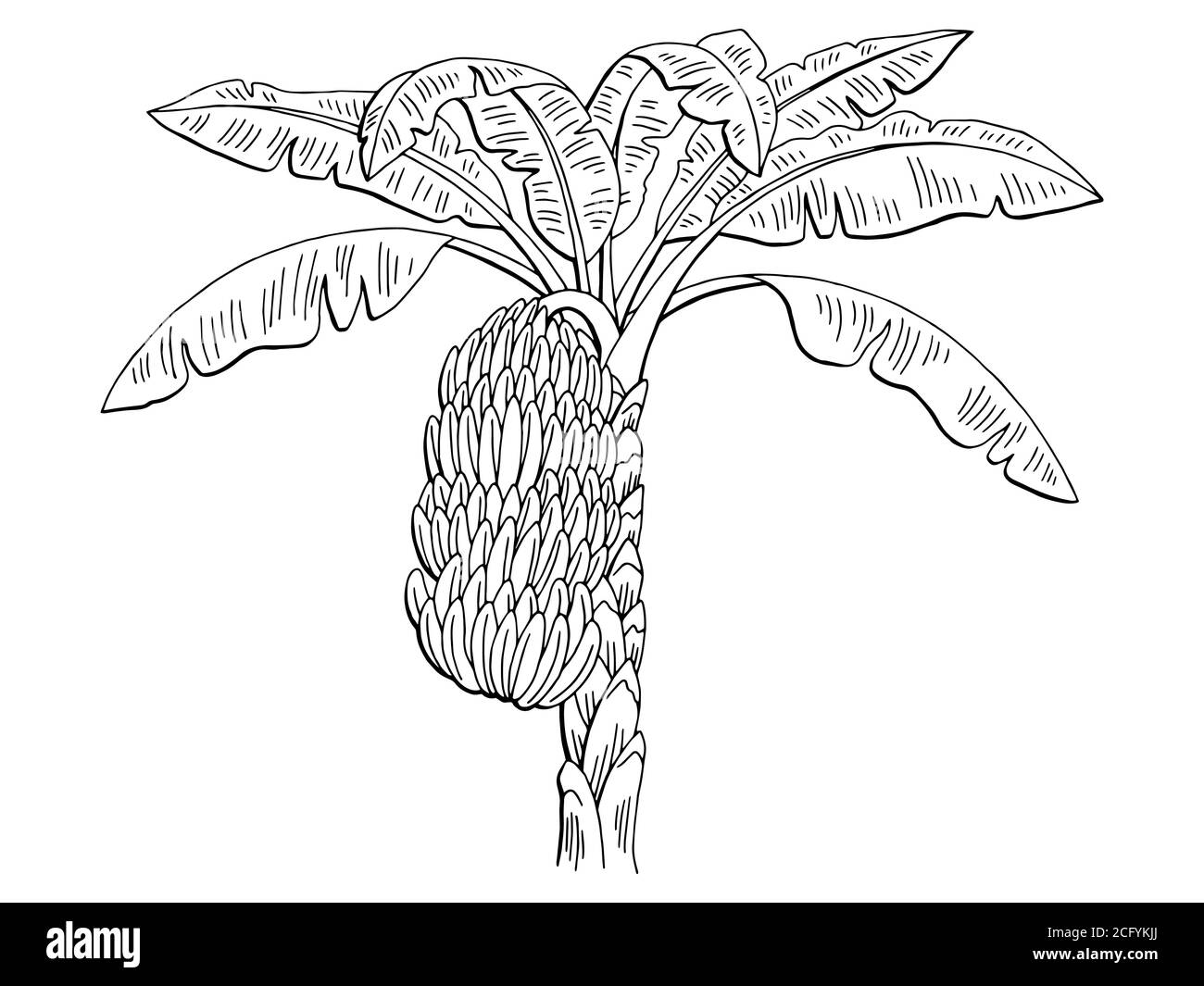 Banana Palm Grafik Zweig schwarz weiß isoliert Skizze Illustration Vektor Stock Vektor
