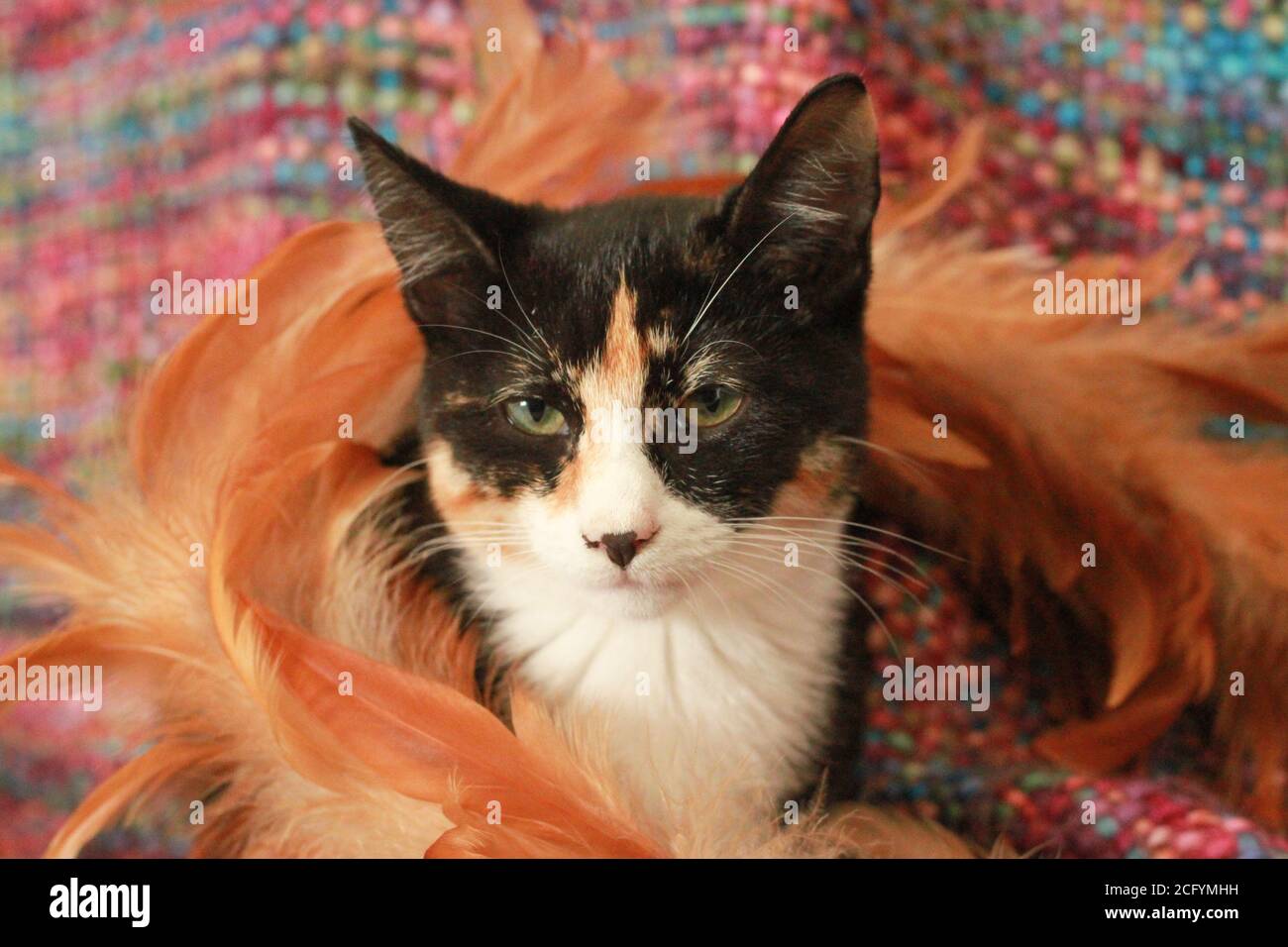 Calico/Tortoiseshell Kätzchen saßen auf einer Decke, umgeben von Federn. Stockfoto