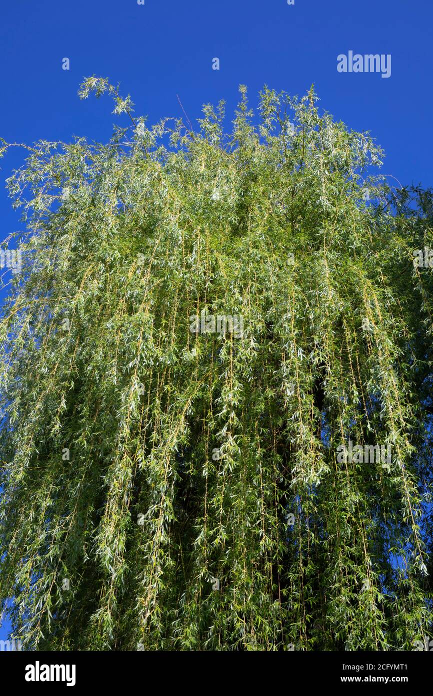 Weidenbaum (Salix Alba Tristis) Stockfoto