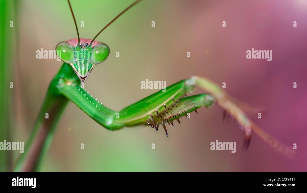Makroportrait einer schönen grünen Gottesanbeterin, die auf das Foto starrt. Liebenswürdiges und zerbrechliches Insekt. Riesige Augen und große Krallen für die Jagd. Stockfoto