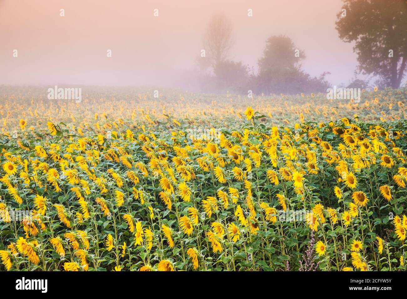 Ein Feld von Sonnenblumen im Nebel vor der Morgendämmerung. Stockfoto