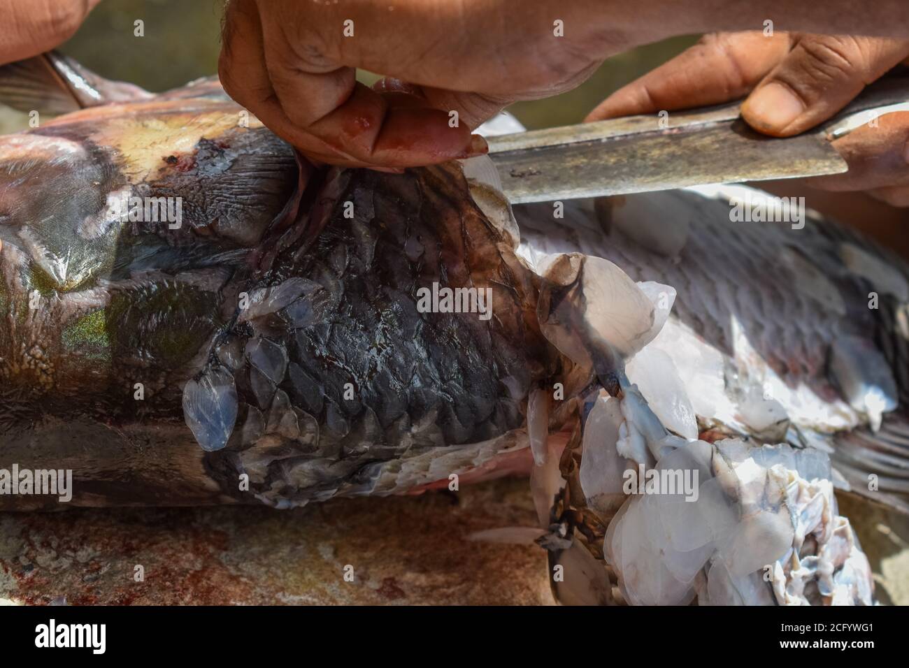 Catla Fisch Schuppen entfernen, mit geringer Tiefe des Feldes. Stockfoto