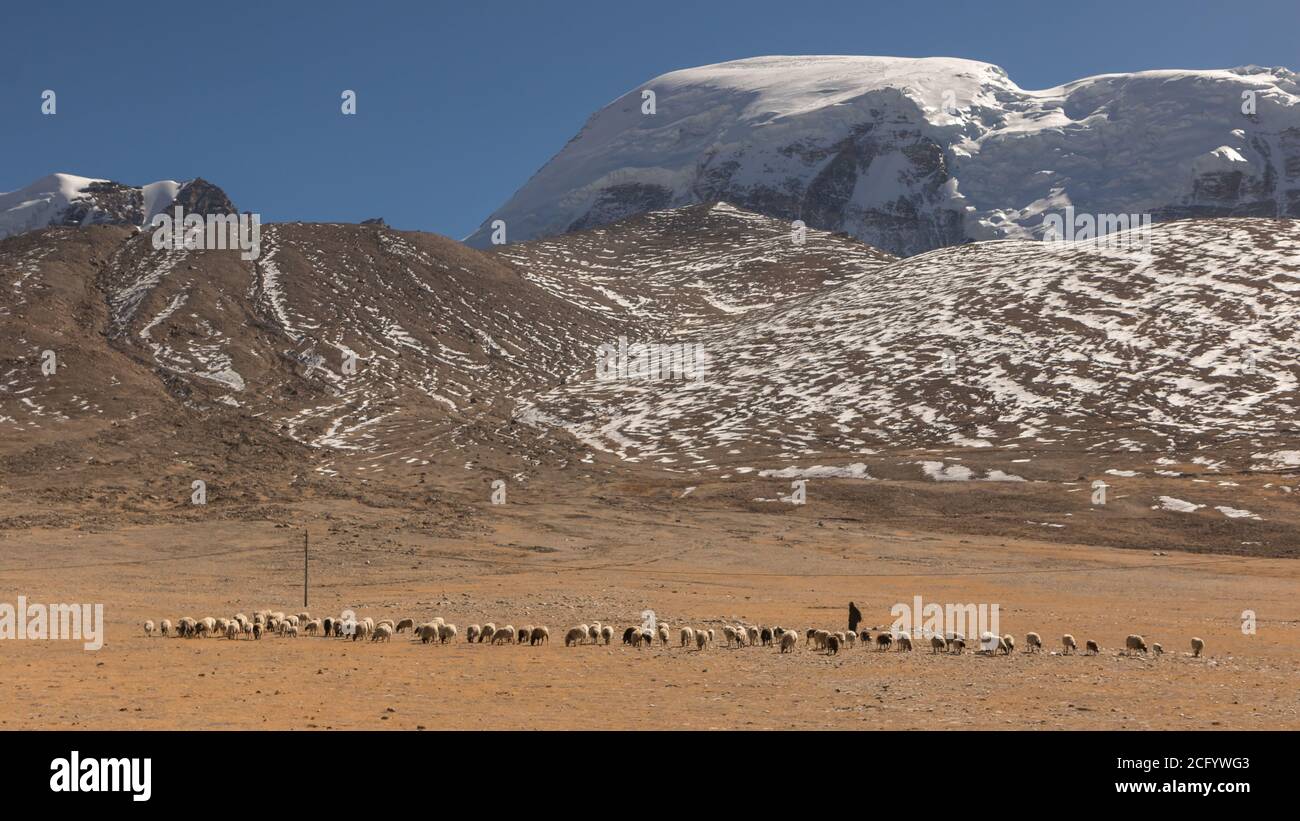 Ein Shepard, der mit seinen Schafen auf Wiesen grast Tibetische Hochebene in Sikkim mit schneebedeckten Bergen in der Hintergrund Stockfoto