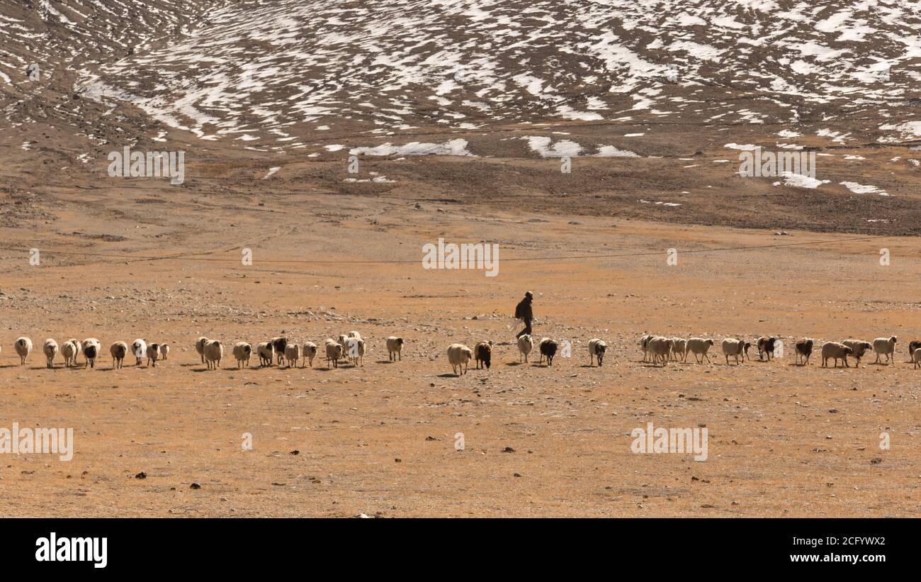 Ein Shepard, der mit seinen Schafen auf Wiesen grast Tibetische Hochebene in Sikkim mit schneebedeckten Bergen in der Hintergrund Stockfoto