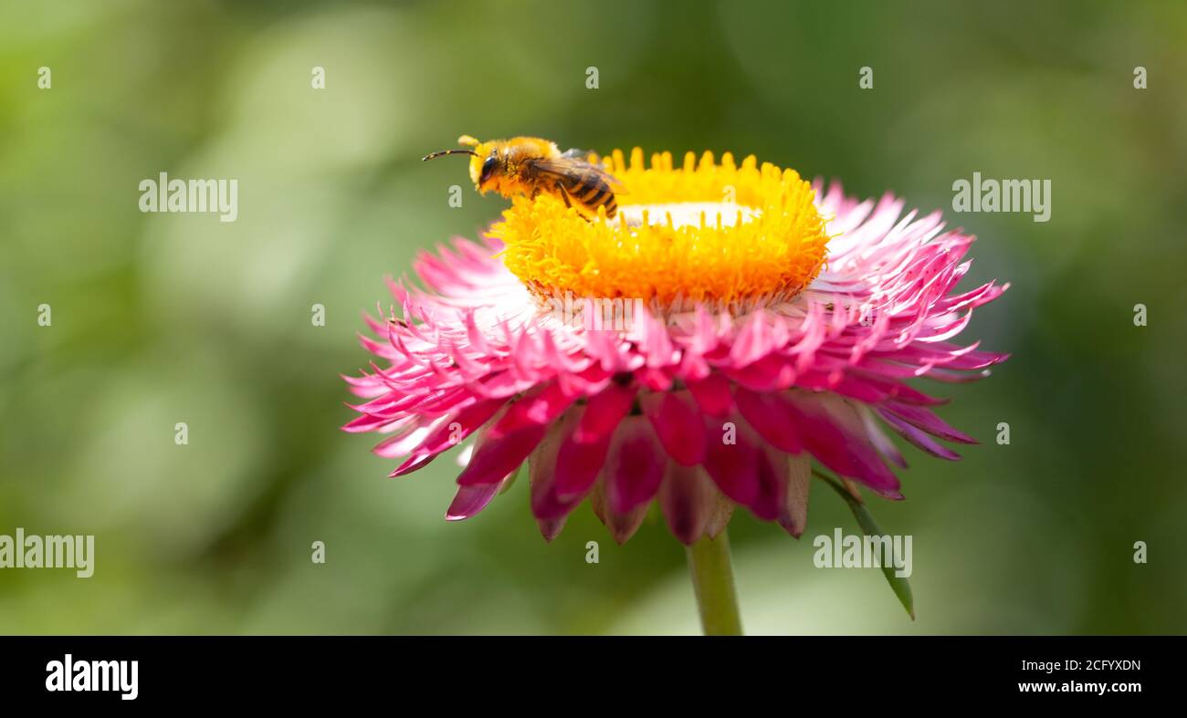 Natural World Beauty Concept - hochauflösende Nahaufnahme eines Honigbiene Futter auf einem gemischten tief rosa und Gelb zentrierter Erdbeerkopf Stockfoto