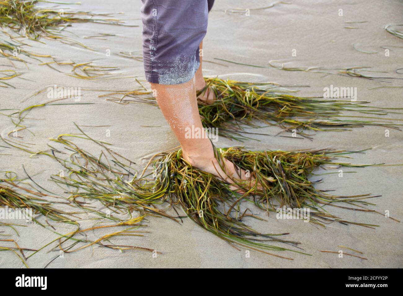 Wellen und Algen waschen sich um die Füße am Sandstrand Stockfoto
