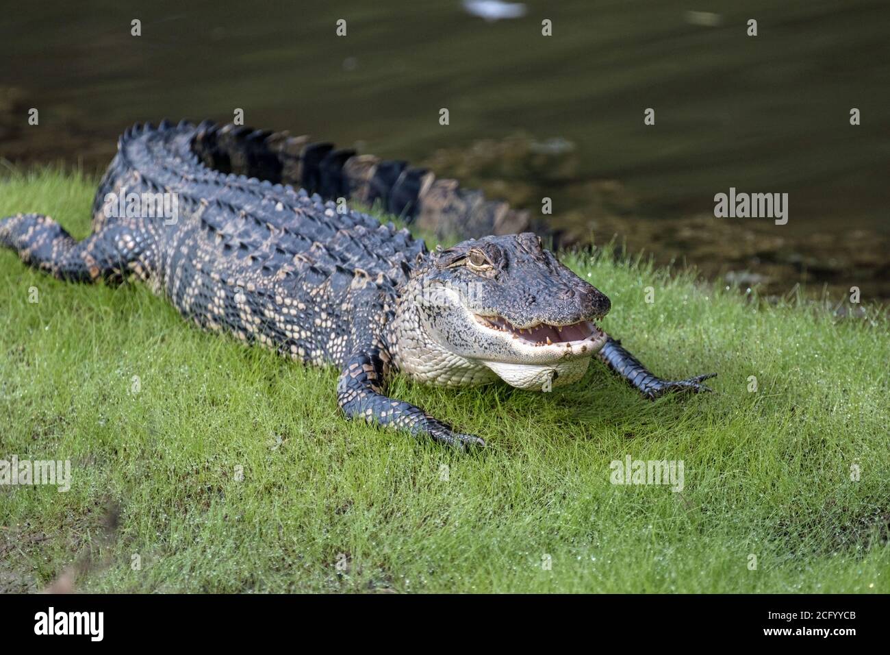 Alligator, der im Gras in der Nähe des Wassers liegt Stockfoto