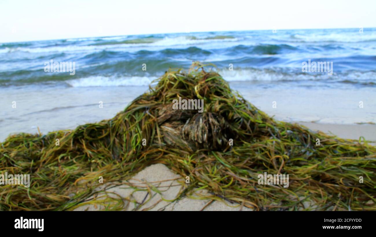 Seegras wurde am Strand auf der Insel ausgewaschen Von Rügen bei Sellin Stockfoto