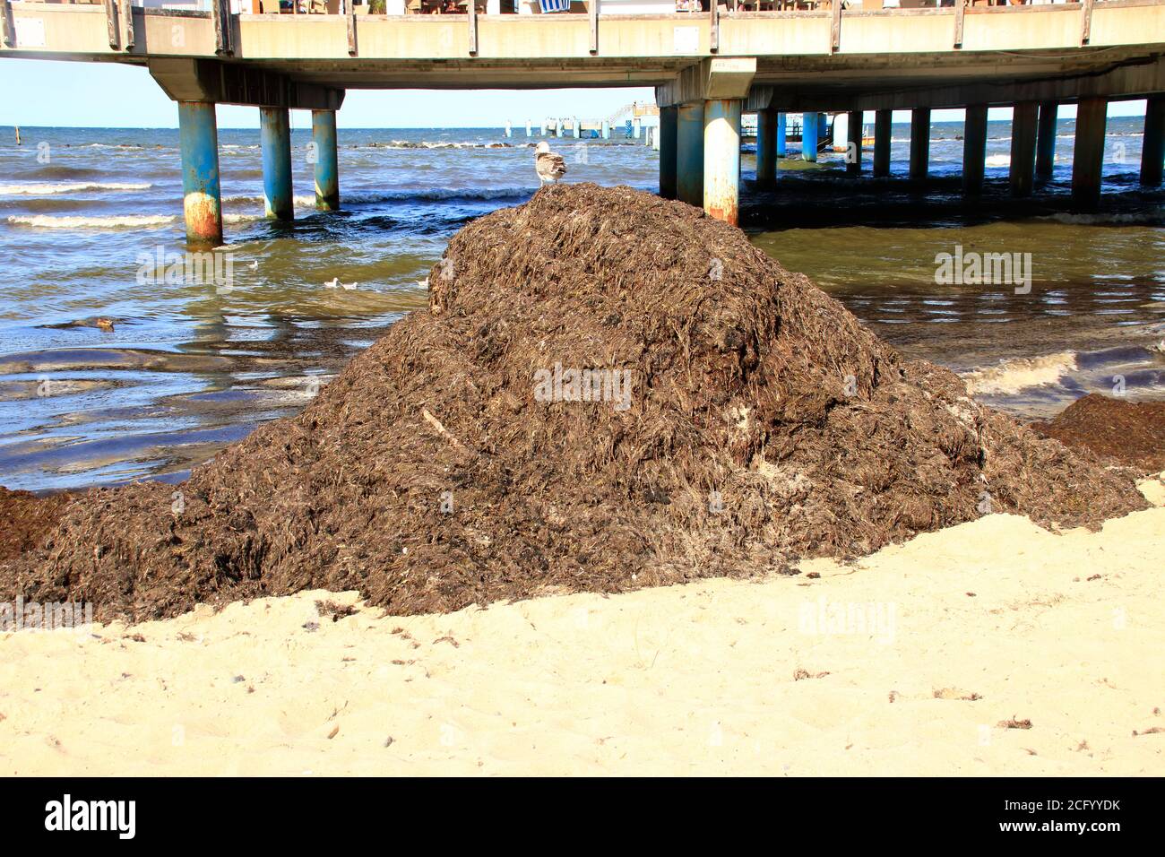 Seegras wurde am Strand auf der Insel ausgewaschen Von Rügen bei Sellin Stockfoto