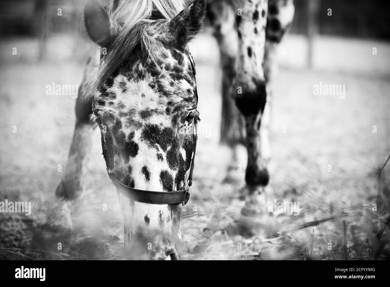 Schwarz-weißes Porträt eines schönen gefleckten Pferdes mit einem Halfter an der Schnauze, das Gras frisst und mit Interesse aussieht. Das Pferd weidet. Stockfoto