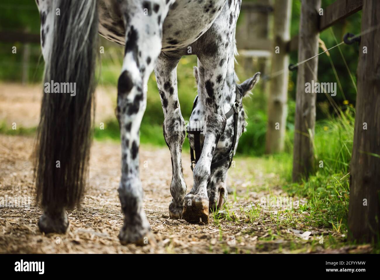 Ein schönes schwarz-weiß geflecktes Pferd mit einem langen Die Rute geht in einem Paddock mit Sägemehl und einem hölzernen Zaun und frisst grünes saftiges Gras auf einem Sommer d Stockfoto