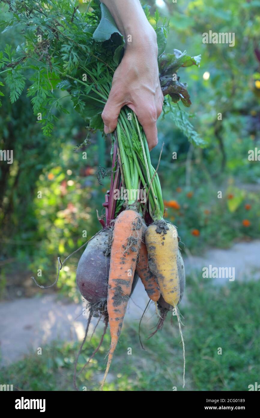 Wurzelgemüse, Karotten und Rüben in der Hand auf dem Hintergrund des Gemüsegartens. Landwirtschaft und Erntekonzept. Stockfoto