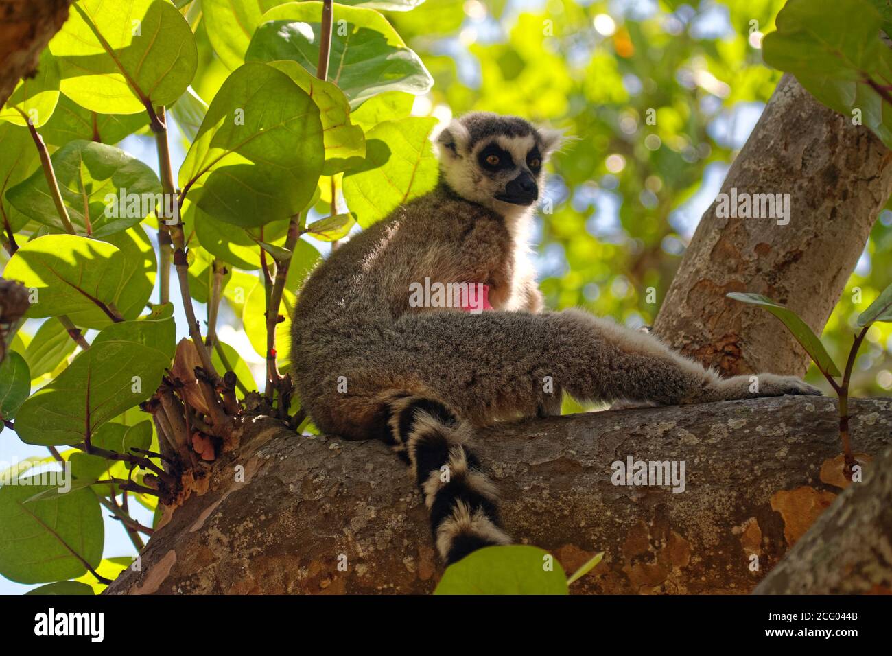 Ringschwanz-Lemur; auf einem Ast sitzend, langer gestreifter Schwanz hängend, Lemur catta, Primat, Tierwelt, Tier, Bermuda Aquarium; Museum; Zoo; Wohnung Stockfoto