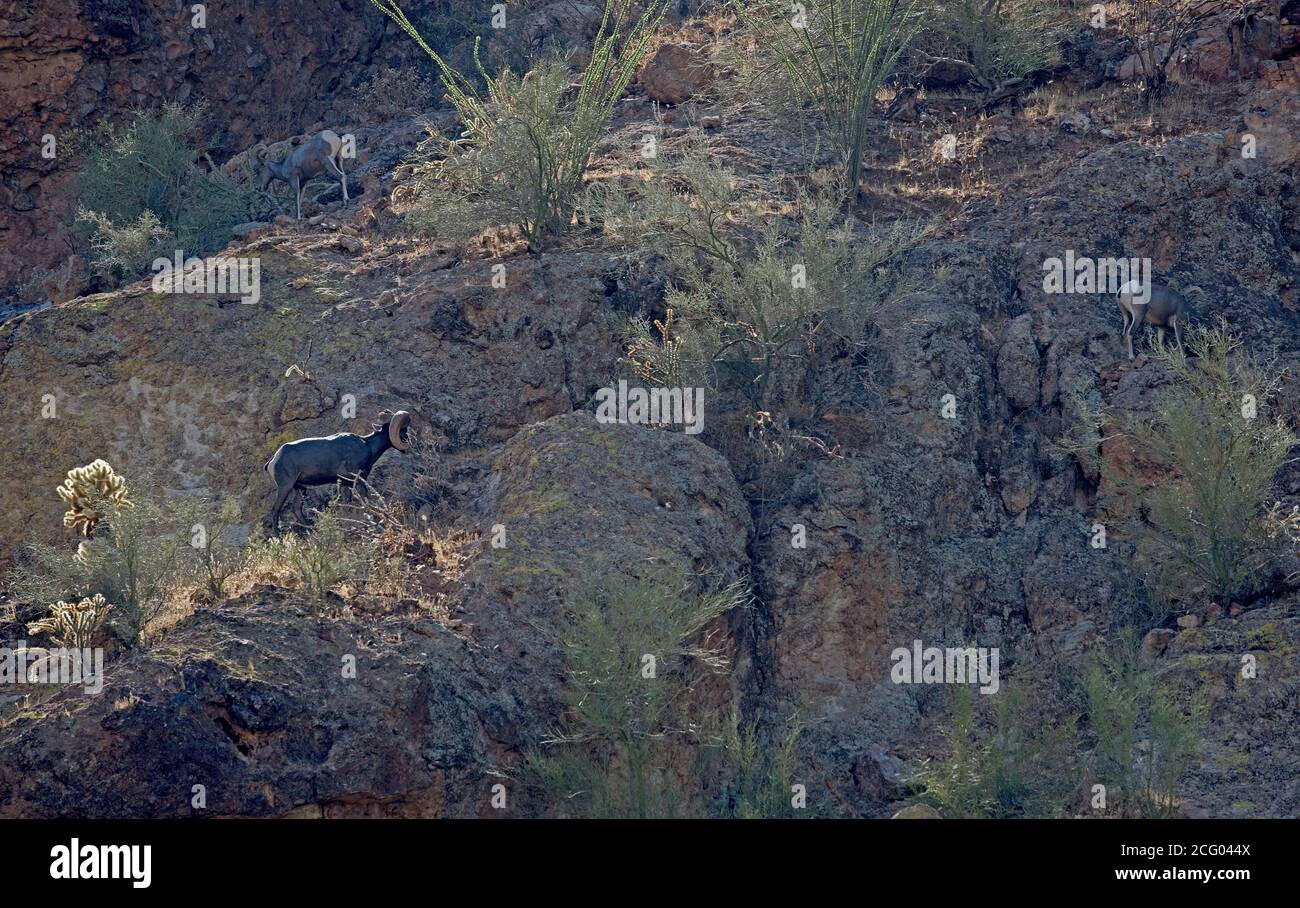 Bighorn Schafe wandern in den Bergen entlang Canyon Creek im Südwesten der USA. Stockfoto