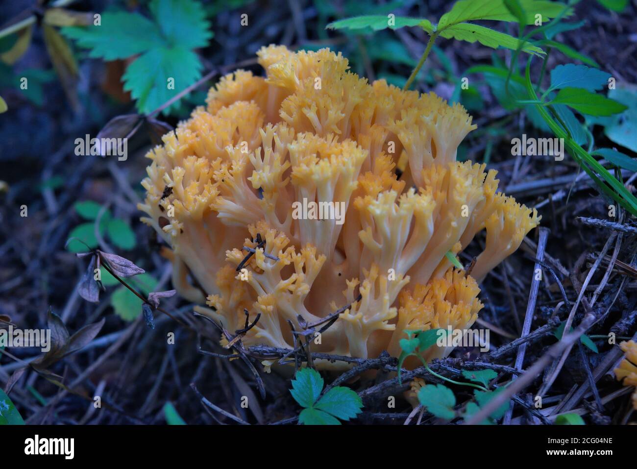 Pilz Ramaria flava wachsen in Holz. Schöne kleine frische gesunde essbare Pflanzen. Stockfoto