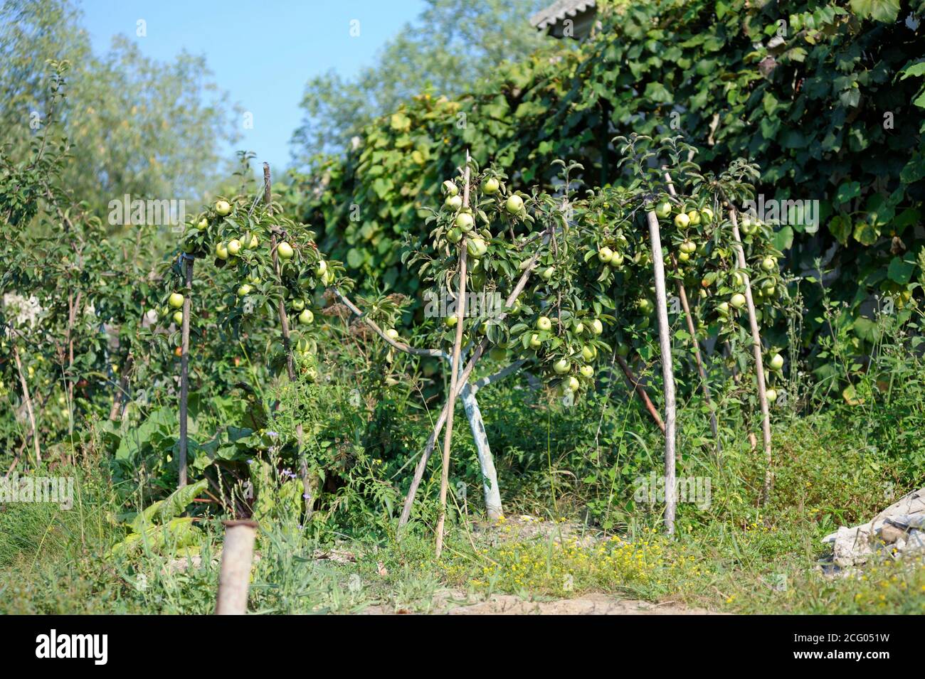Grüne Äpfel wachsen im Garten Stockfoto