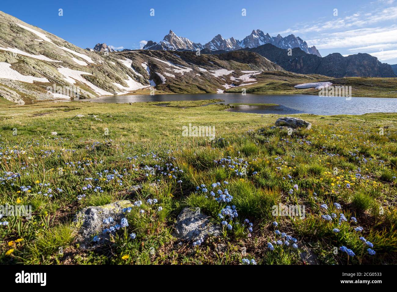 Frankreich, Alpes-de-Haute-Provence, Saint-Paul-sur-Ubaye, Parterre des alpinen Vergissmeinnicht (Myosotis alpestris), Roure Seen, im Hintergrund der Aigui Stockfoto