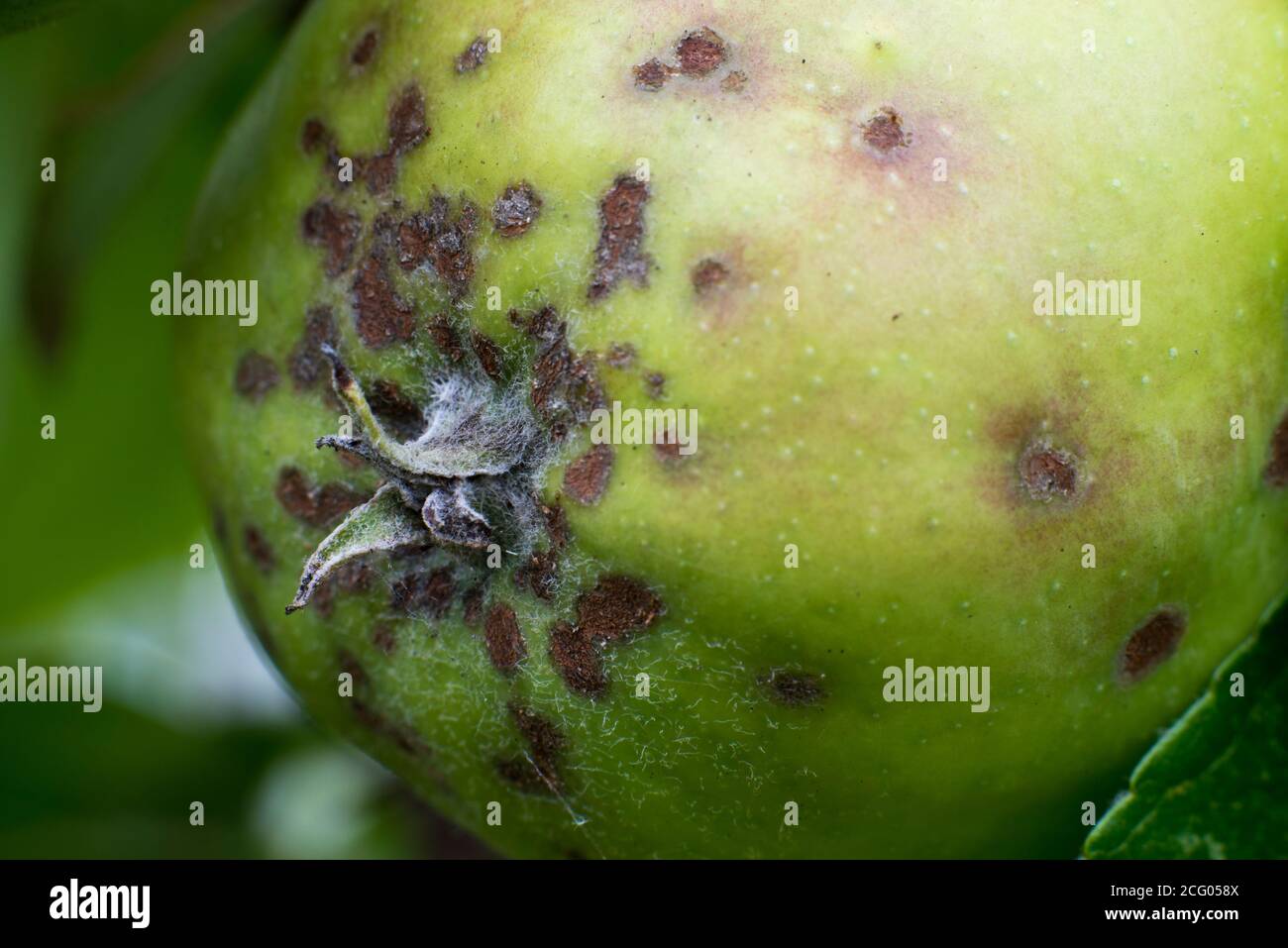 Bittere Grube auf Äpfeln Stockfoto