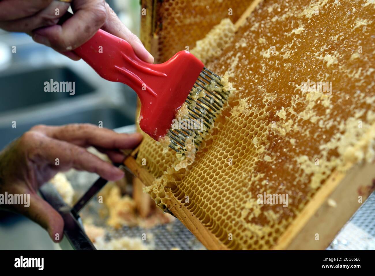 Frankreich, Haut Rhin, Ungersheim, Ecomusee d Alsace, die Produktion Bienenhaus, Ernte, Extraktion von Honig aus den Hülsen, Aufschließen mit einer Gabel Stockfoto