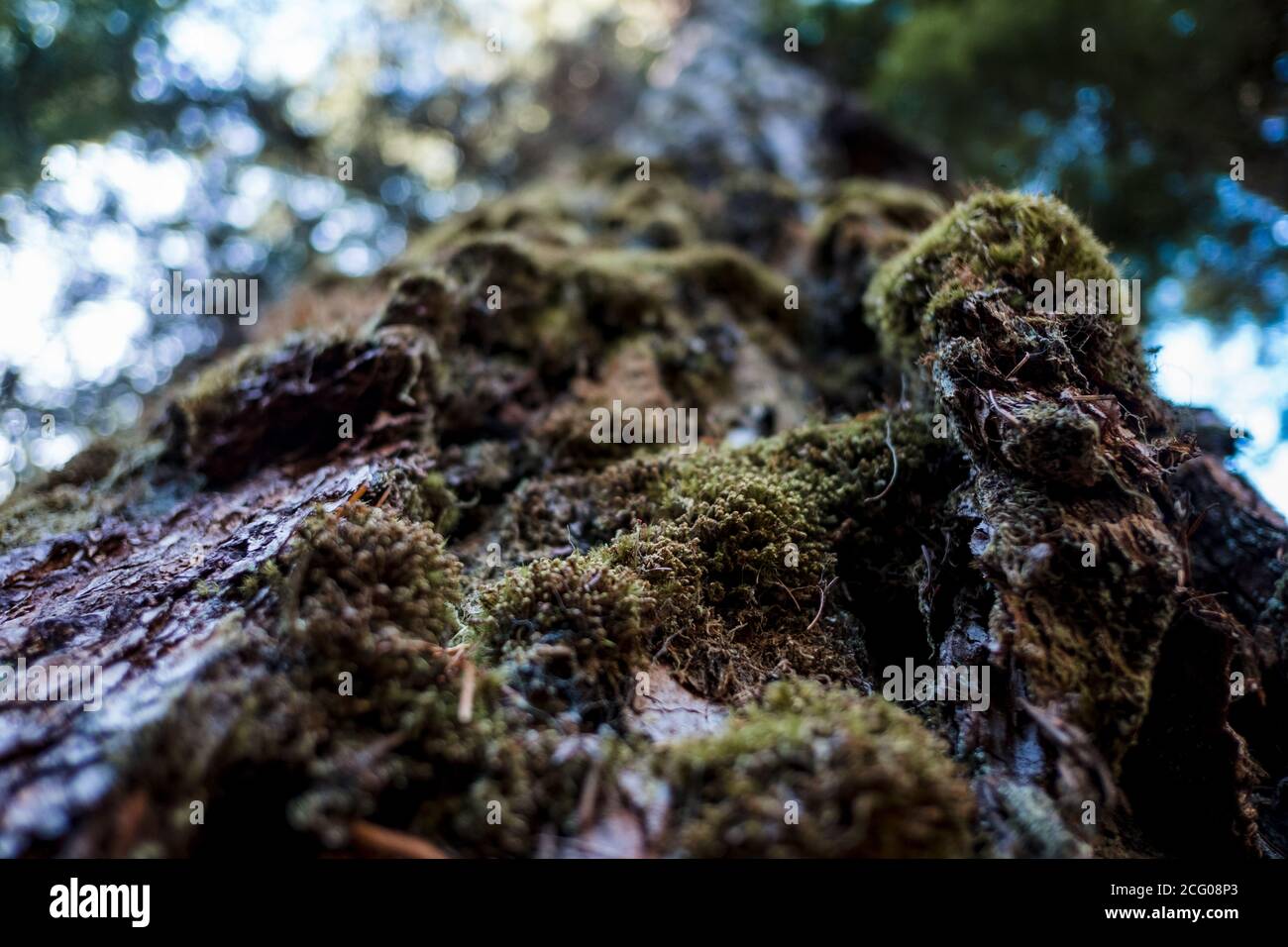 Hoher Baum mit Moos darauf in Biegung oregon Stockfoto