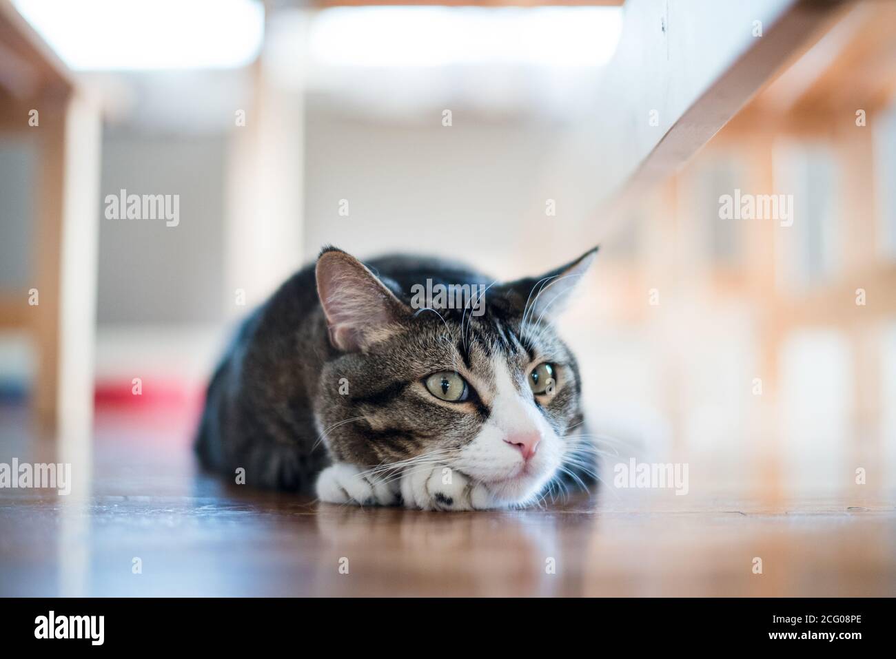 Katze starrte neugierig unter dem Küchentisch Stockfoto