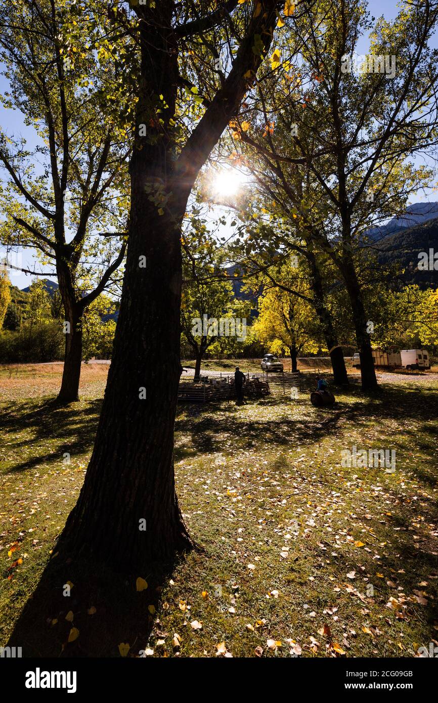 Schafzaun in der traditionellen Rinderschau von Plan Stadt unter Das p Stockfoto