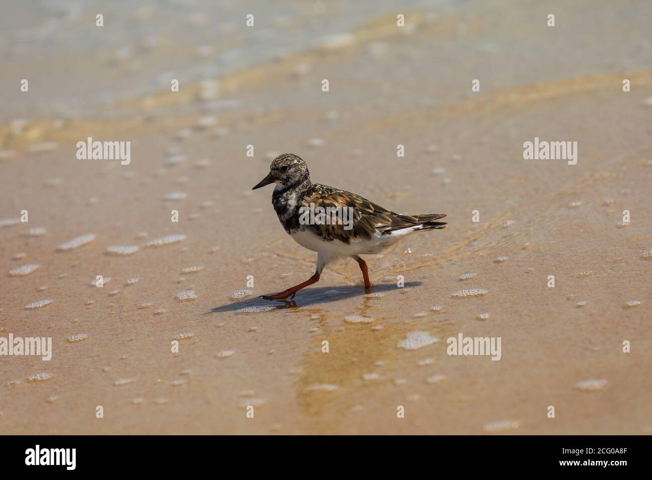 Ruddy Turnstone am Ormond Beach in Florida. Stockfoto