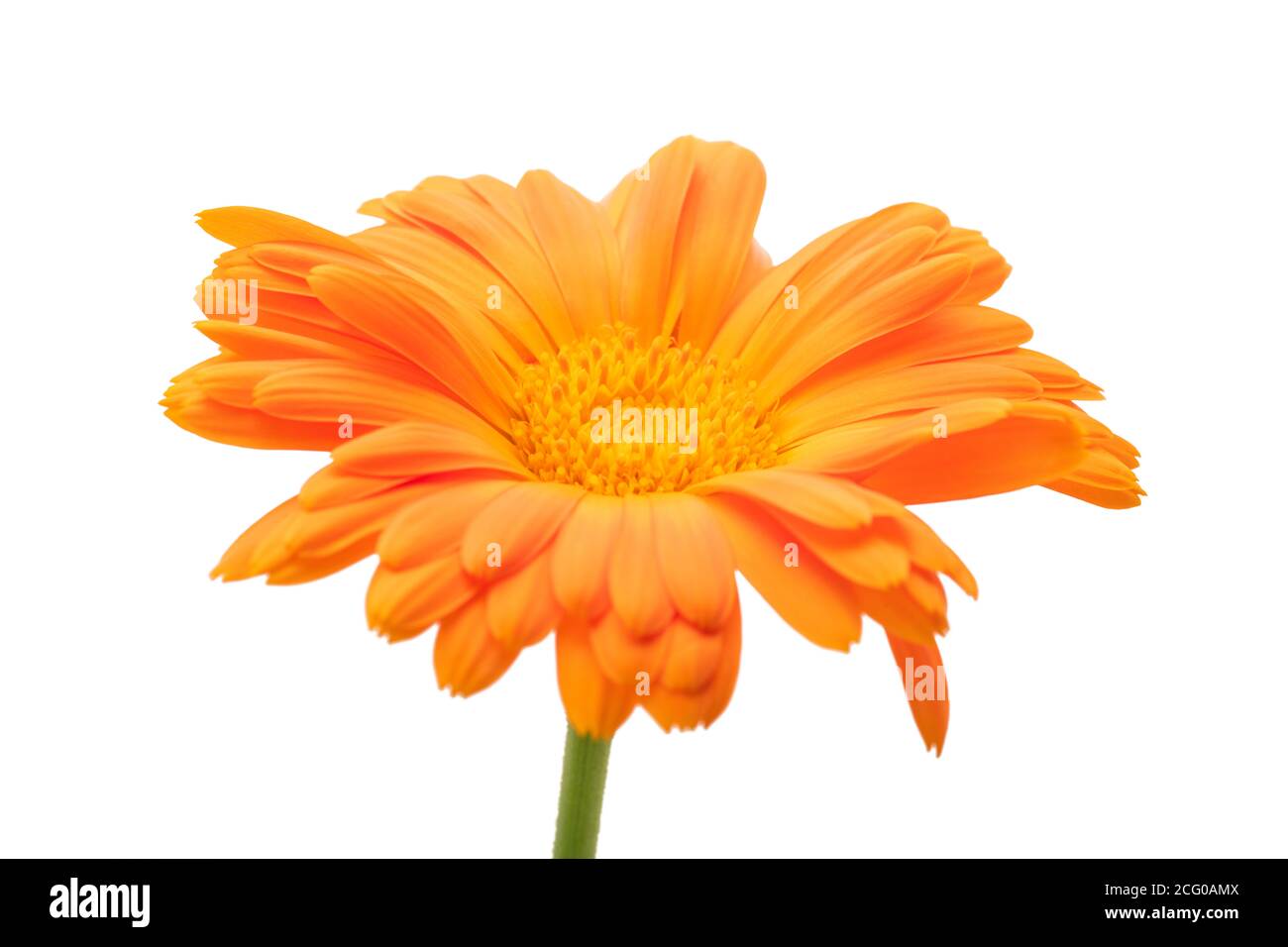 Ringelblume Pflanze isoliert auf weißem Hintergrund Stockfoto