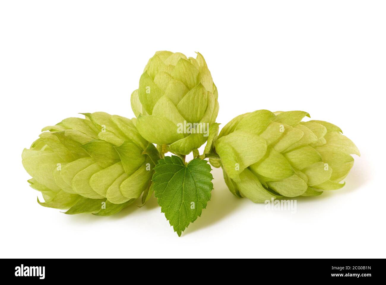 Hopfen mit Blatt isoliert auf weißem Hintergrund Stockfoto