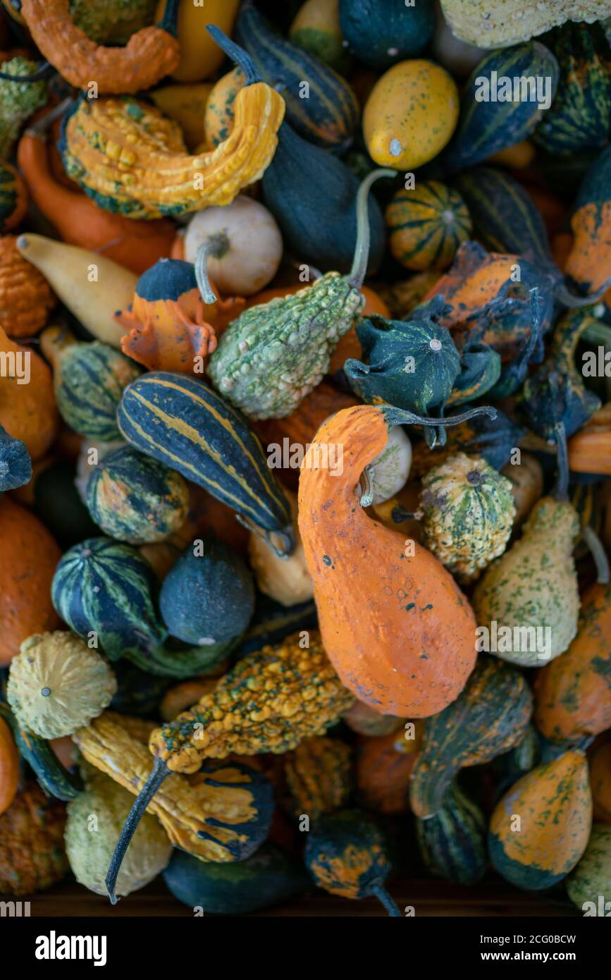 Variation von verschiedenen Kürbissen zur Dekoration Stockfoto