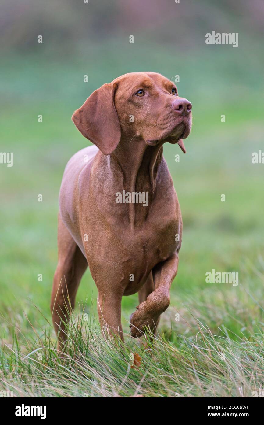 Ungarisch Vizsla / Magyar Vizsla, Sporthund Rasse aus Ungarn in Wiese Stockfoto