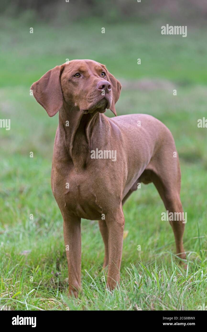 Ungarisch Vizsla / Magyar Vizsla, Sporthund Rasse aus Ungarn in Wiese Stockfoto