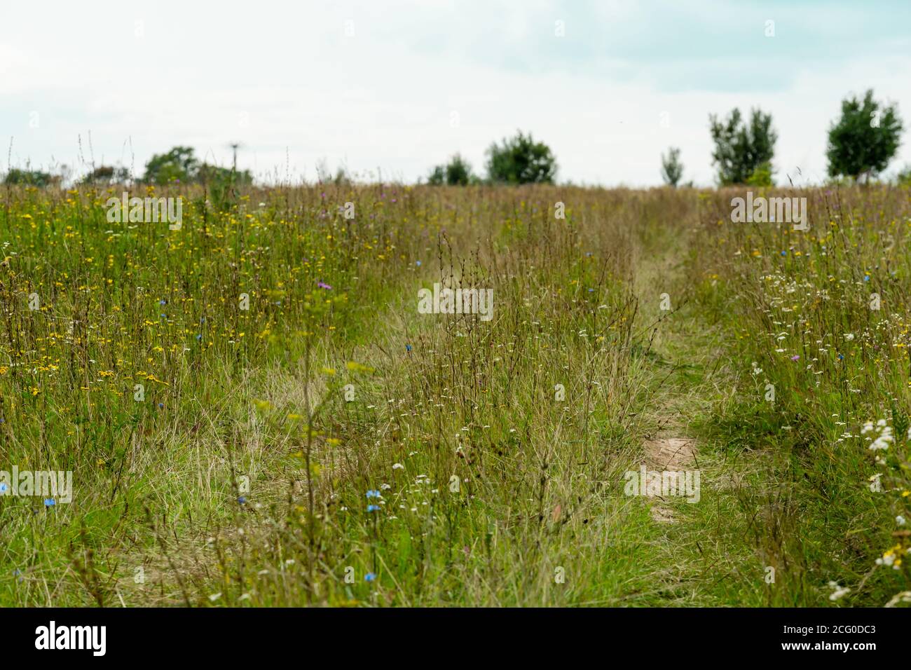 Menschenleere Landstraße auf dem Feld mit Blumen. Naturkonzept Stockfoto