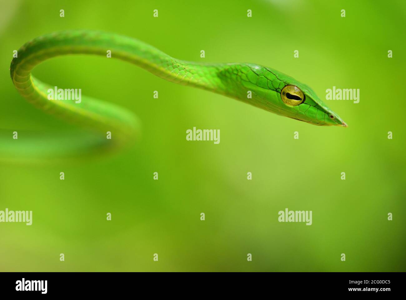 Grüne Ranke Schlange Stockfoto