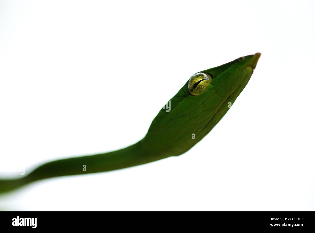 Grüne Ranke Schlange Stockfoto
