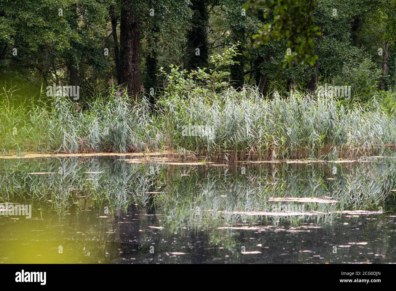Schilf wächst am Rande auf einem Teich von Wald, Reflexion im Wasser Stockfoto
