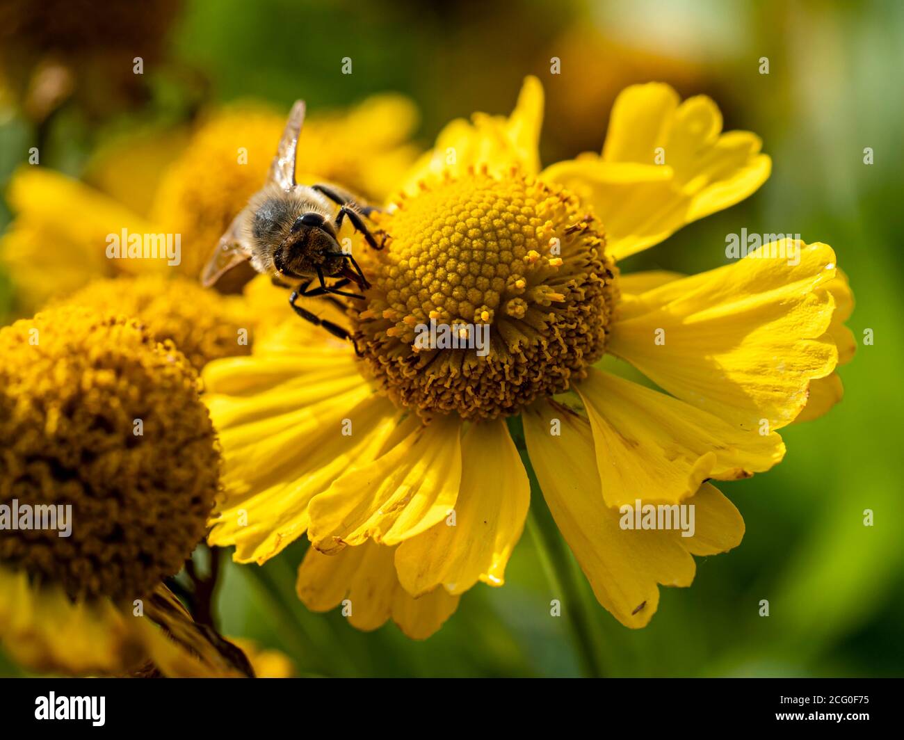 Honigbiene sammelt Pollen auf einer gelben Helenium-Niesen-Blüte In einem Garten Stockfoto