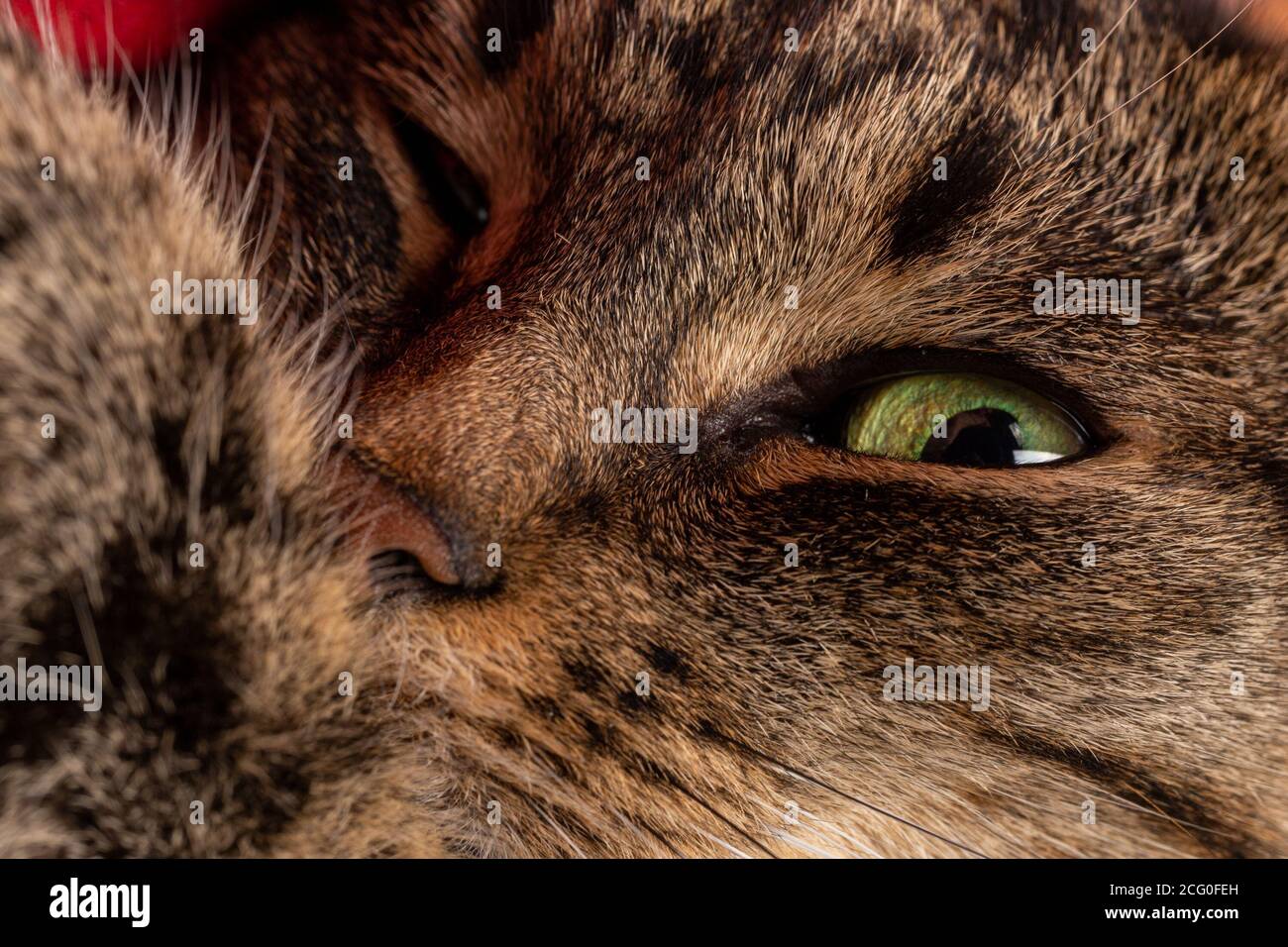 Inländische tabby Katze Gesicht Nahaufnahme mit selektivem Fokus Stockfoto