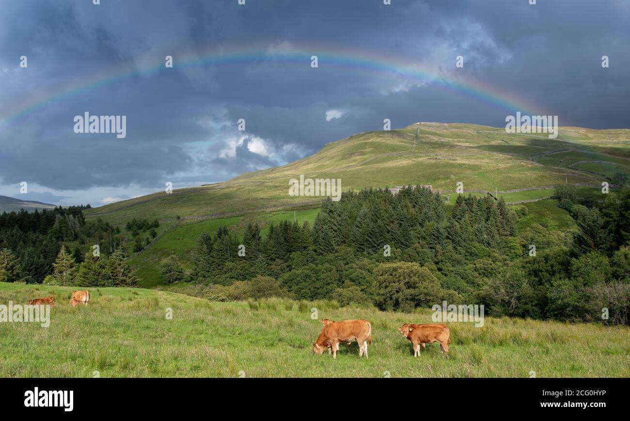 Herde von Limousin Vieh weiden in einem Hochland Weide mit einem Regenbogen über. Yorkshire Dales, Großbritannien. Stockfoto