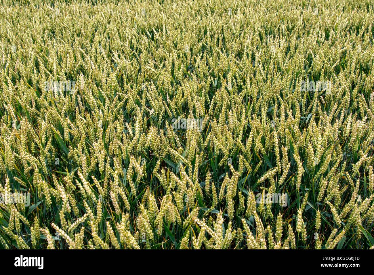 Nahaufnahme der Ernte von Weizen in der Nähe der reifen Stufe in einem Feld. North Yorkshire, Großbritannien. Stockfoto